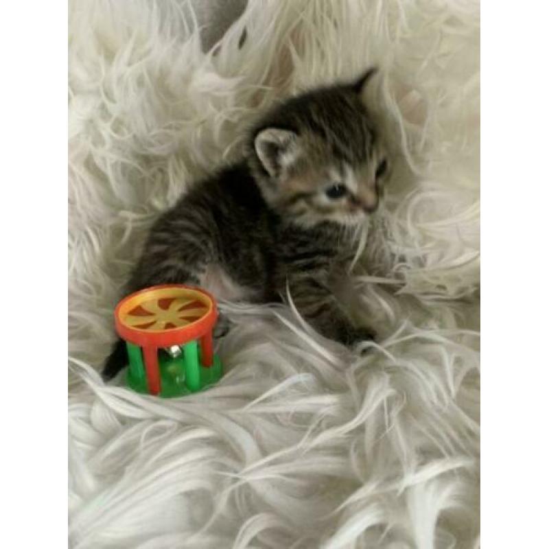 Kittens ( halve ragdoll) poesjes