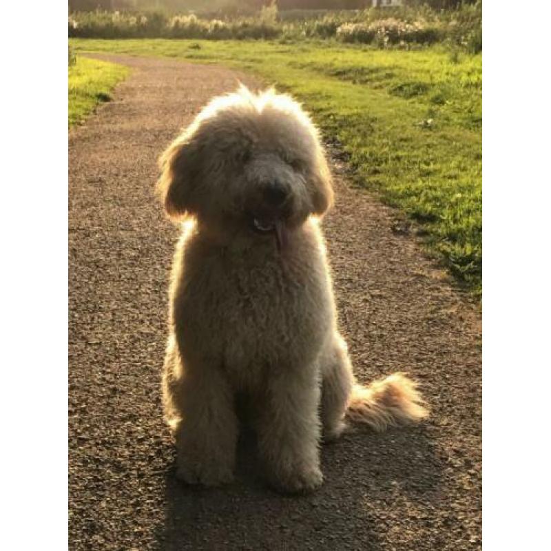 Prachtige half Australian labradoodle dekreu
