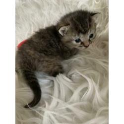 Kittens ( halve ragdoll) poesjes