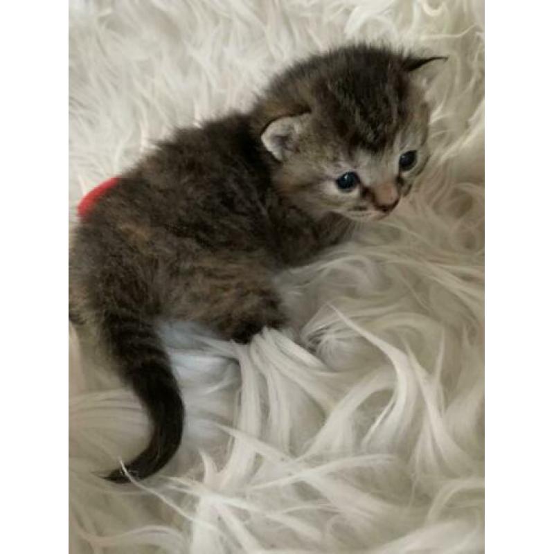 Kittens ( halve ragdoll) poesjes