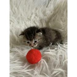 Kittens ( halve ragdoll) poesjes