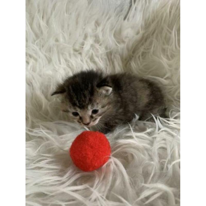 Kittens ( halve ragdoll) poesjes