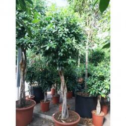 Ficus 'nitida' 290-300cm art48961