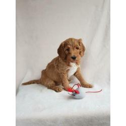Prachtige half Australian labradoodle dekreu