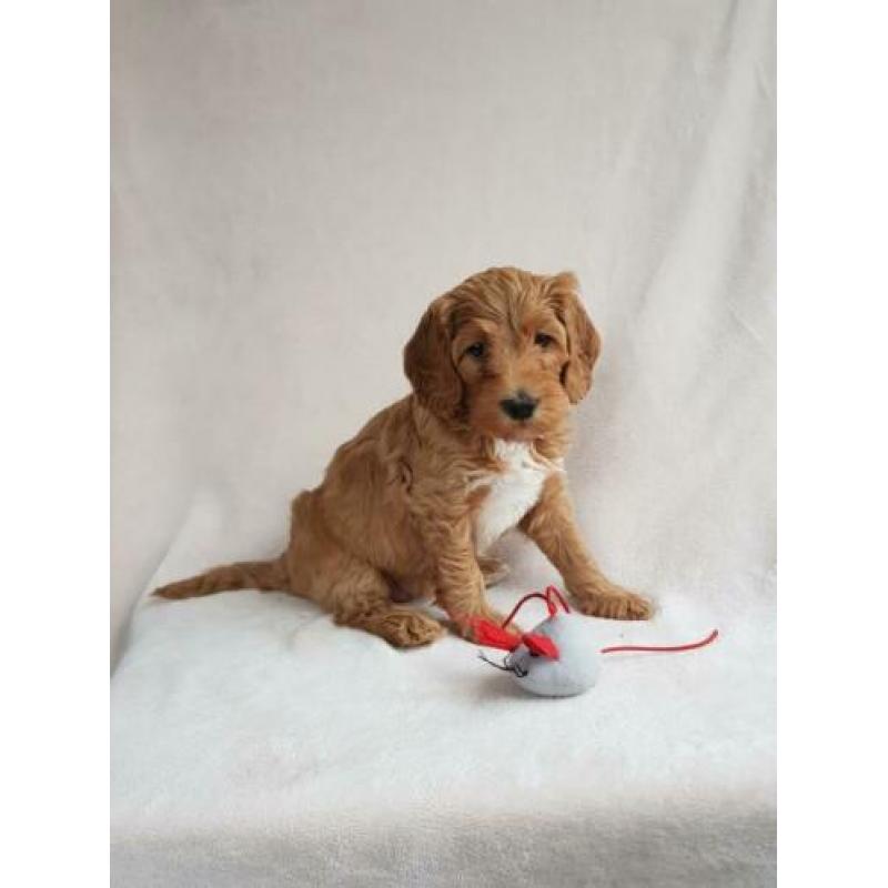 Prachtige half Australian labradoodle dekreu