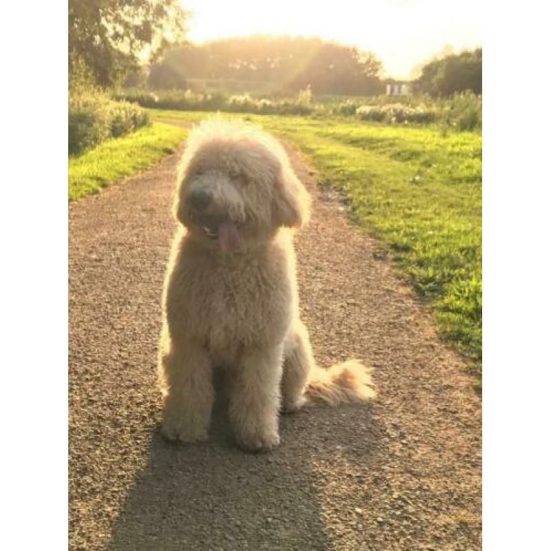 Prachtige half Australian labradoodle dekreu