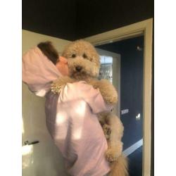 Prachtige half Australian labradoodle dekreu