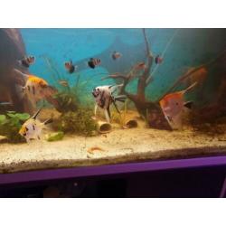 5 grote Maanvissen te koop