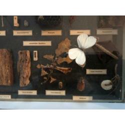 Imexporter Leermiddelen Leiden Biologie Insekten