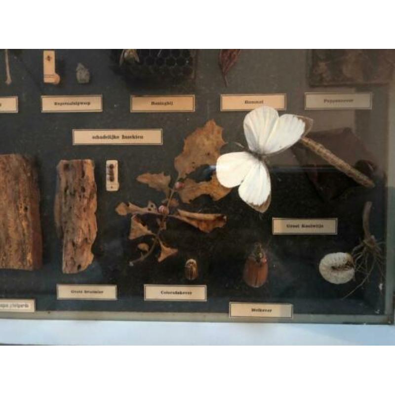Imexporter Leermiddelen Leiden Biologie Insekten