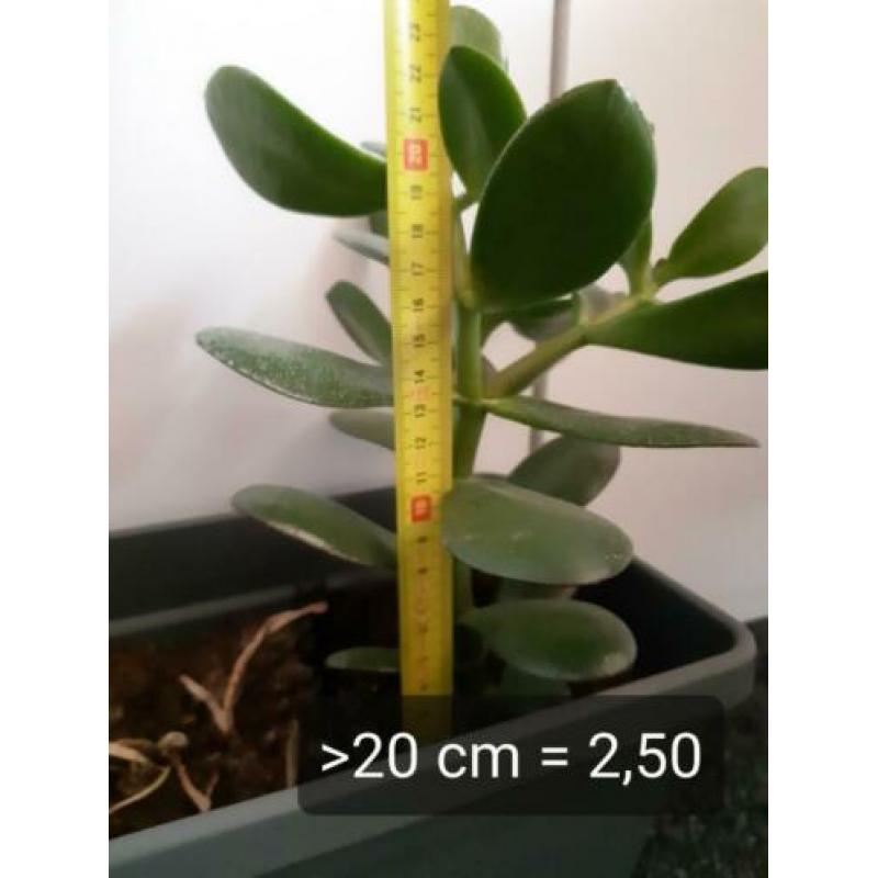 Crassula Ovata, vetplant, geldboompje