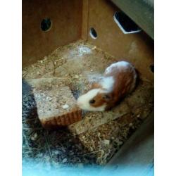 Cavia beren