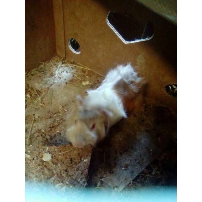 Cavia beren