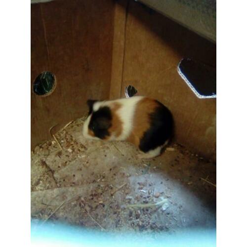 Cavia beren
