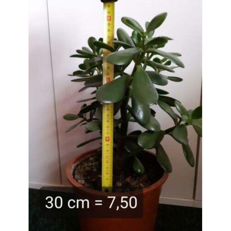 Crassula Ovata, vetplant, geldboompje