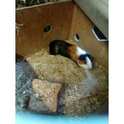 Cavia beren