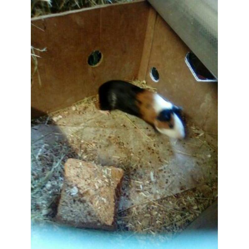 Cavia beren