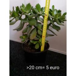 Crassula Ovata, vetplant, geldboompje
