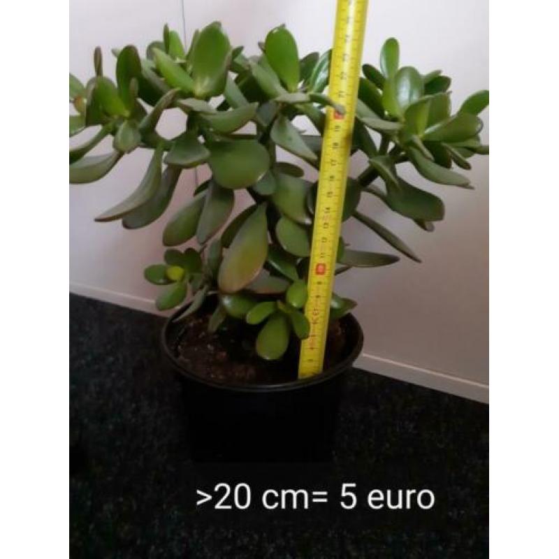 Crassula Ovata, vetplant, geldboompje