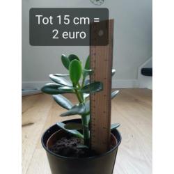 Crassula Ovata, vetplant, geldboompje