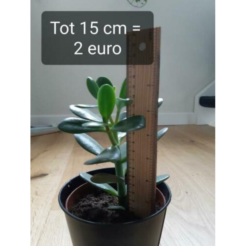 Crassula Ovata, vetplant, geldboompje
