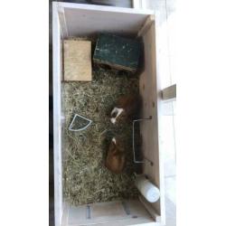 Cavia’s met zelfgemaakt hok.