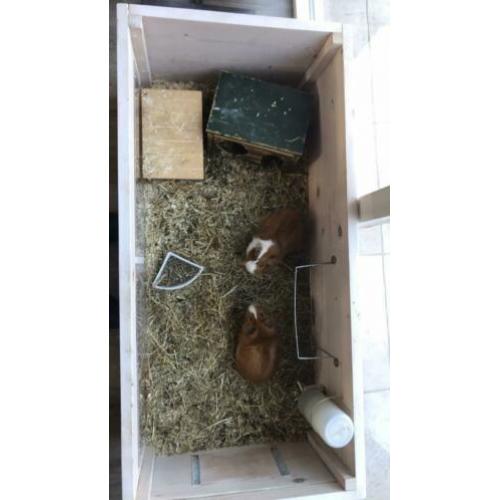 Cavia’s met zelfgemaakt hok.
