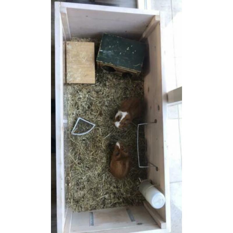Cavia’s met zelfgemaakt hok.