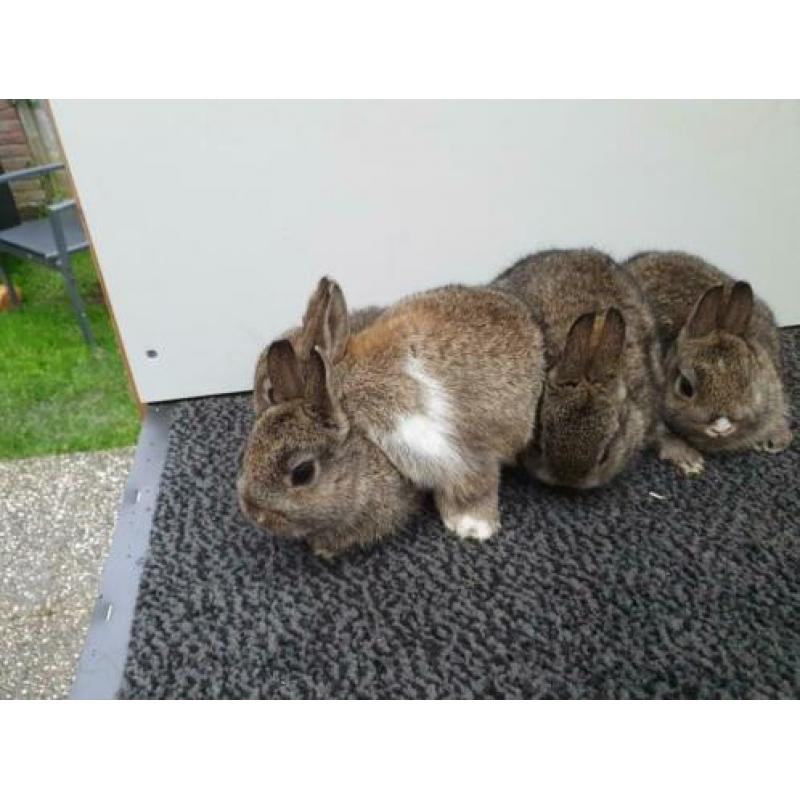 Kleurdwerg konijntjes