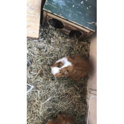 Cavia’s met zelfgemaakt hok.