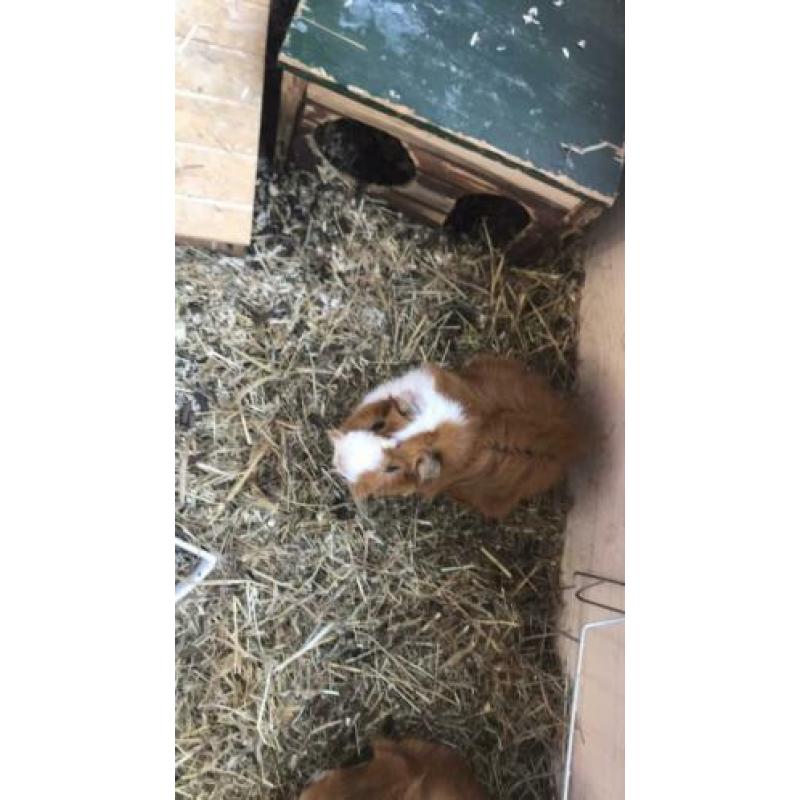 Cavia’s met zelfgemaakt hok.