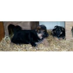 Duitse herder pups