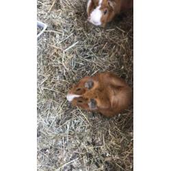 Cavia’s met zelfgemaakt hok.