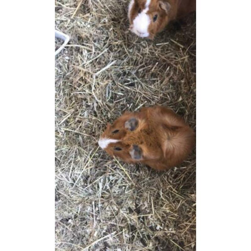 Cavia’s met zelfgemaakt hok.