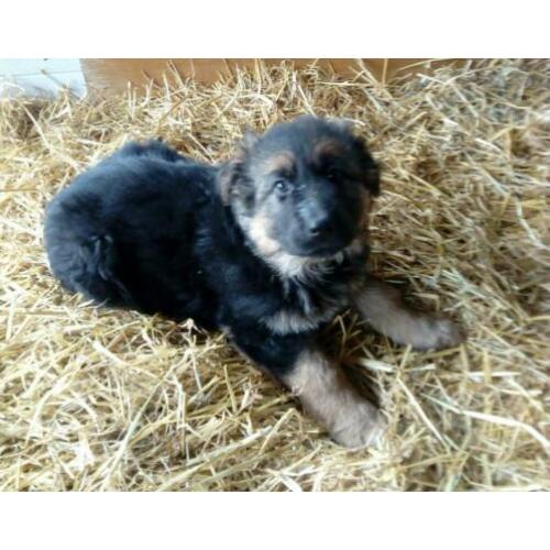 Duitse herder pups