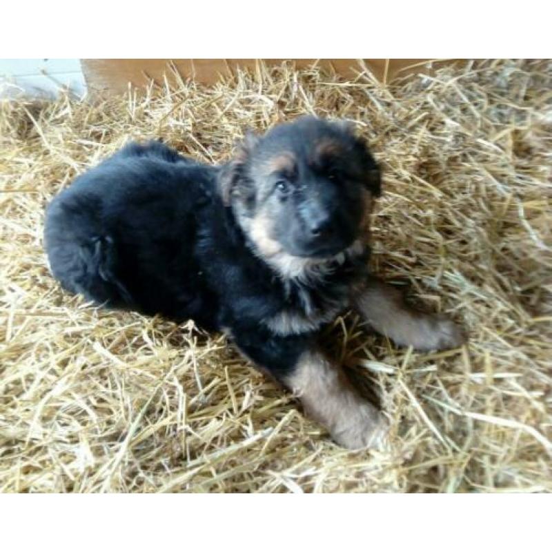 Duitse herder pups