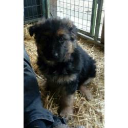 Duitse herder pups