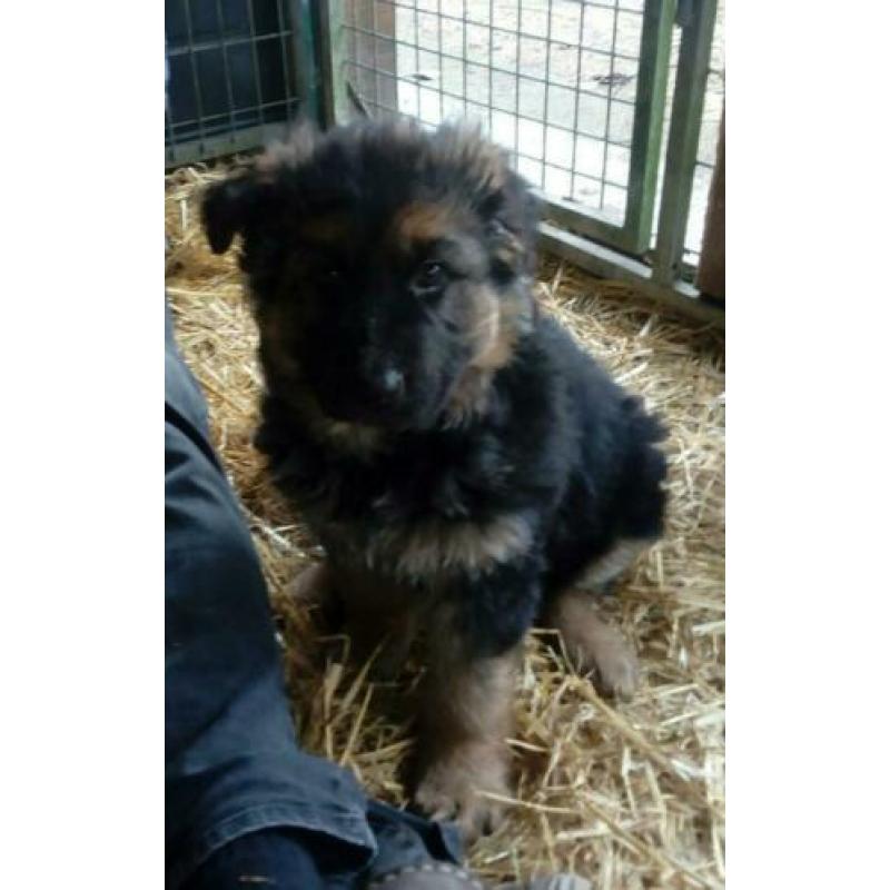Duitse herder pups