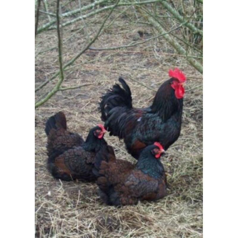 Broedeieren barnevelder groot dubbelgezoomd rustige kippen