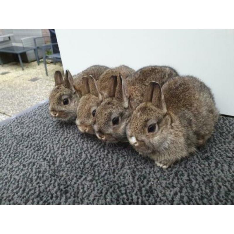 Kleurdwerg konijntjes