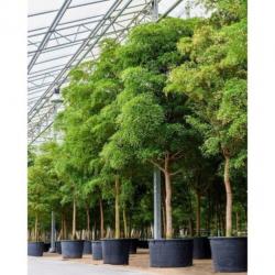 Kantoorbomen Bladhoudend 415-425cm art20482