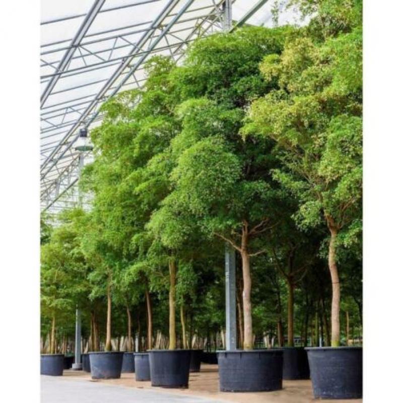 Kantoorbomen Bladhoudend 415-425cm art20482