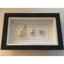 Vele lijsten / sets met schelpen