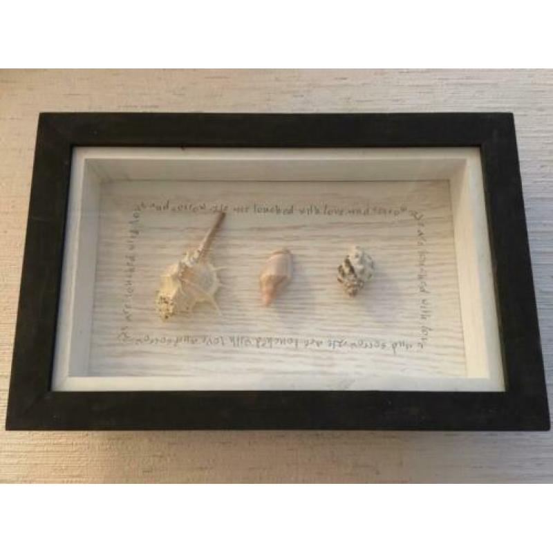 Vele lijsten / sets met schelpen