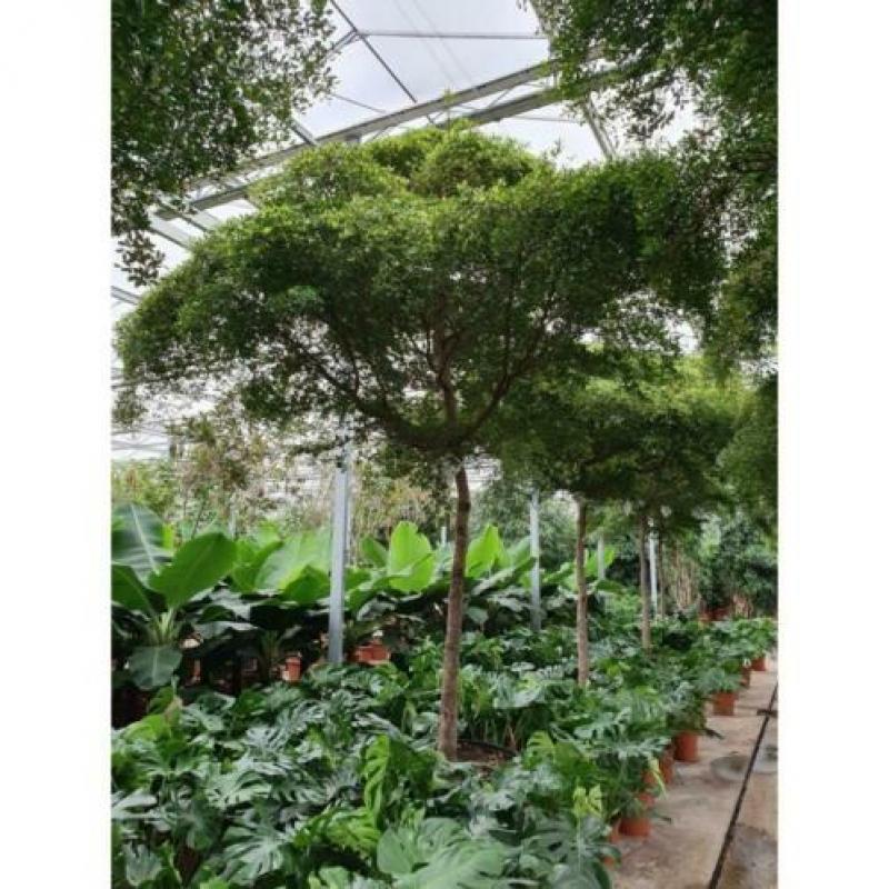 Kantoorbomen Bladhoudend 415-425cm art20482