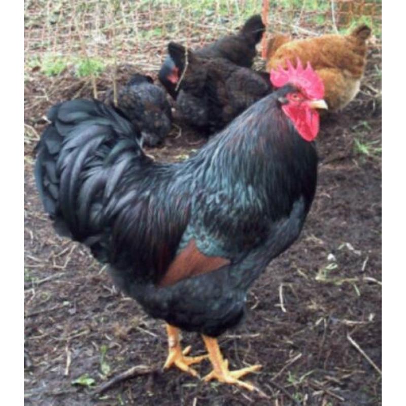 Broedeieren barnevelder groot dubbelgezoomd rustige kippen