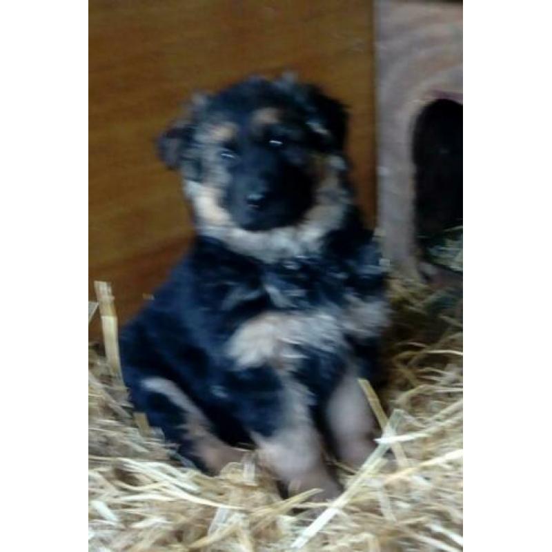 Duitse herder pups