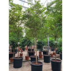 Kantoorbomen Bladhoudend 415-425cm art20482