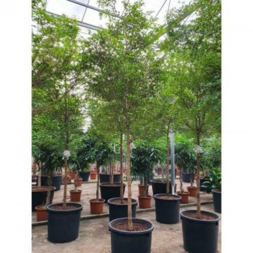 Kantoorbomen Bladhoudend 415-425cm art20482