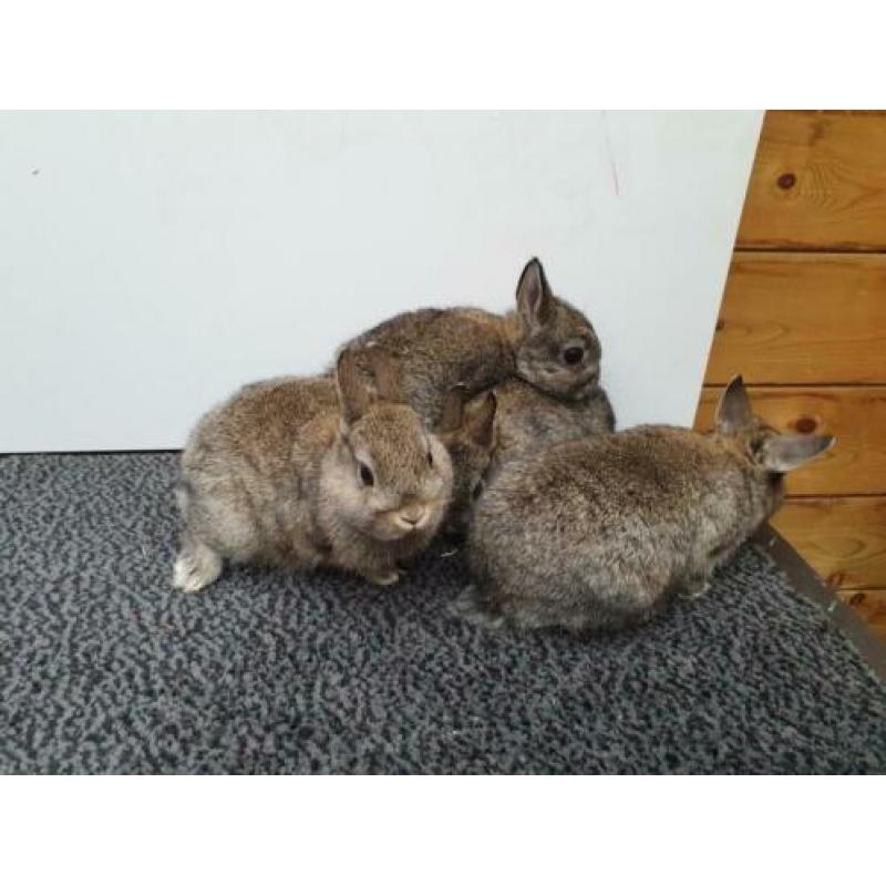 Kleurdwerg konijntjes